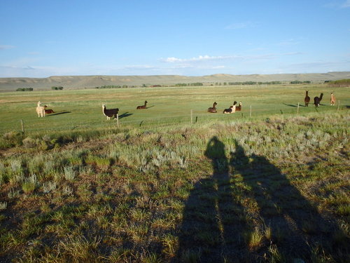 GDMBR: Llamas in the morning and a tandem bicycle selfie.